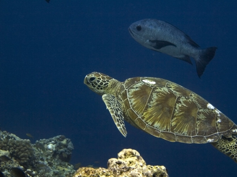 Turtle, Staghorn Crest